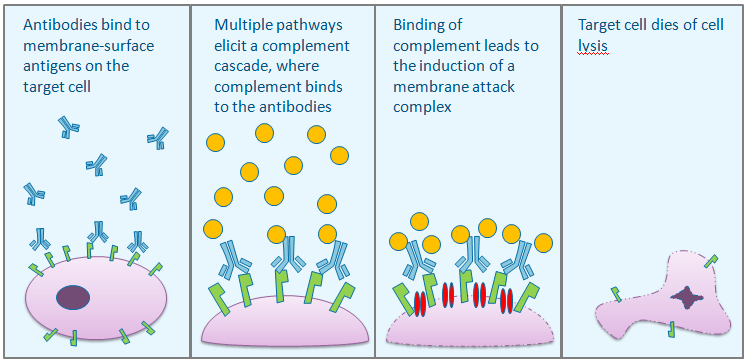 How does ADCC work?