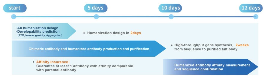 workflow of ProBio Antibody Humanization Express Service