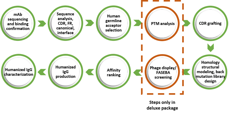 Antibody humanization workflow