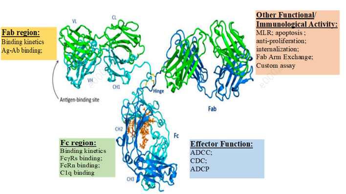 Antibodies Characterization Services