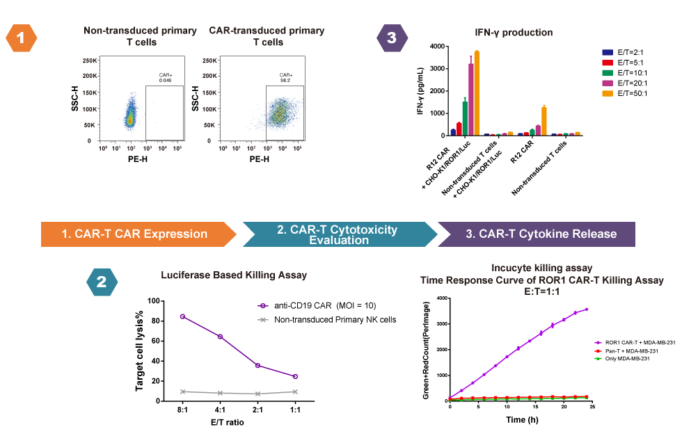 CAR-T functional evaluation