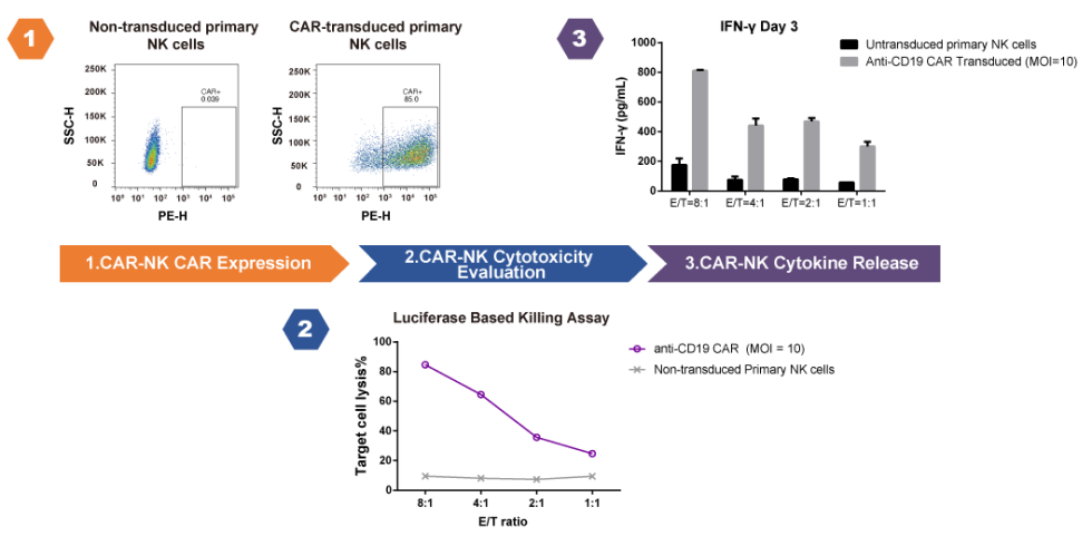 Case study 2: CAR-NK functional evaluation