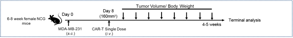 CAR-T functional evaluation