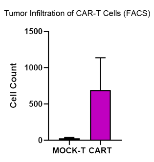 Figure D：CAR Positive T Cells can accumulate In tumor