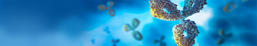 Antibody  Lead Optimization Service