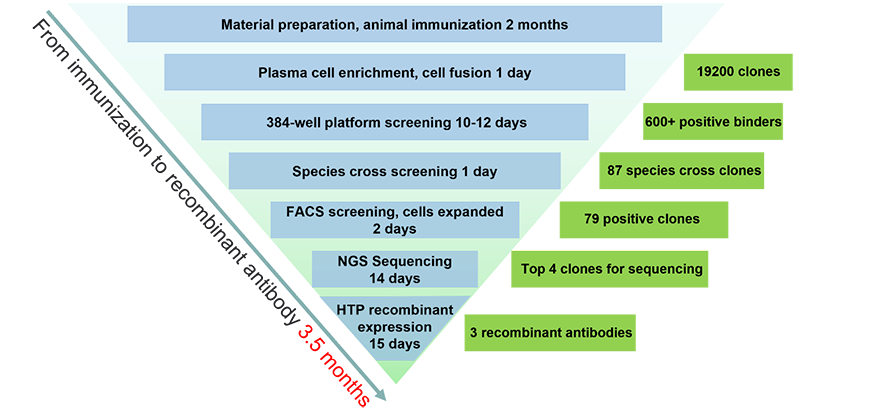 Flowchart of mouse antibody discovery for single-pass membrane target A