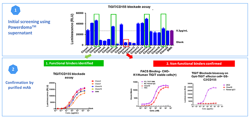 Case Study: TIGIT RGA Reporter Gene Assays Using PowerdomaTM Supernatant