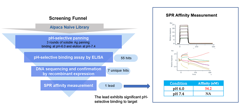 pH-selective Ab Discovery via Alpaca Naïve and Immunized Library