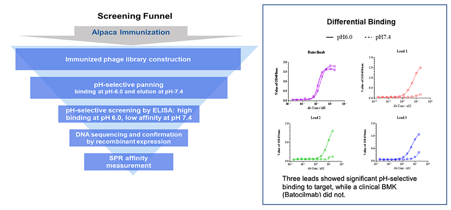 pH-selective Ab Discovery via Alpaca Naïve and Immunized Library