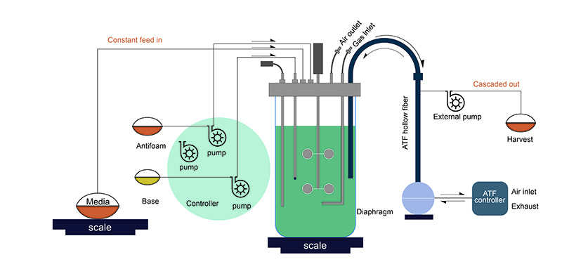 Perfusion Process Development Workflow