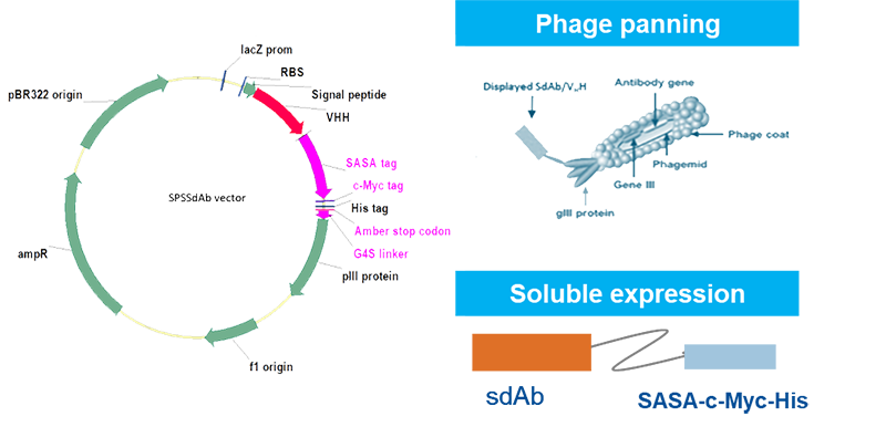 Learn More About SPSSdAb™ Screening Platform