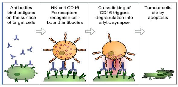 ADCC mechanism