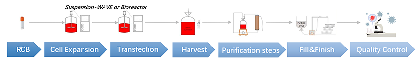 AAV Manufacturing Workflow