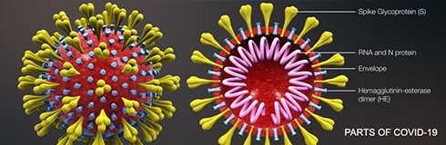 Plasmids for SARS-CoV-2 Detection and Research